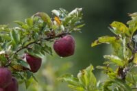 organic apples